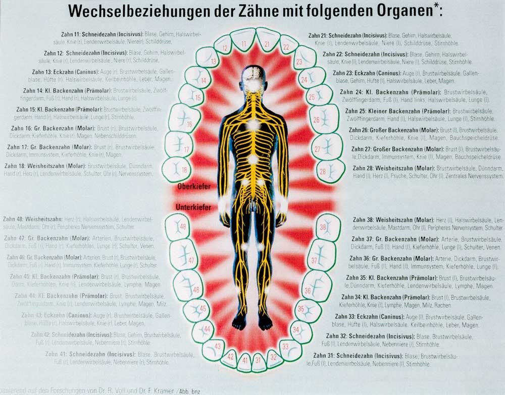 Naturheilkundliche Zahn-Organtestung